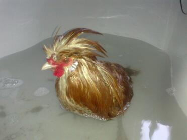 Poulet dans le bain