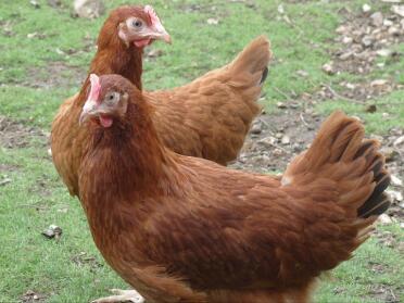 Deux poulets en plein air