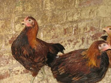 3 poulets à côté du mur