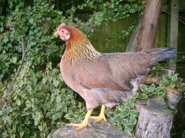 Poule d'été debout sur une souche d'arbre