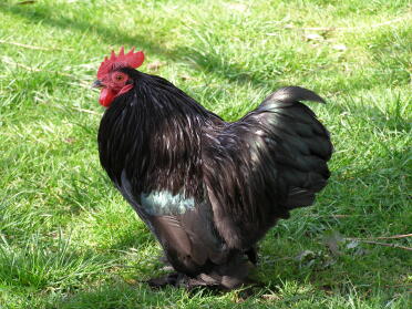 Coq sur l'herbe