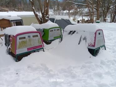 Un pied de Snow dans le tn