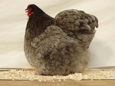 Poule bleue assise