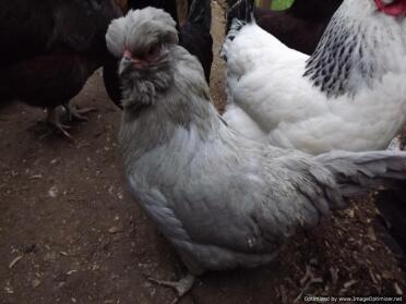 Poule Araucana Lavande