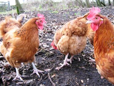 Poules des bois en liberté à la recherche de vers de terre