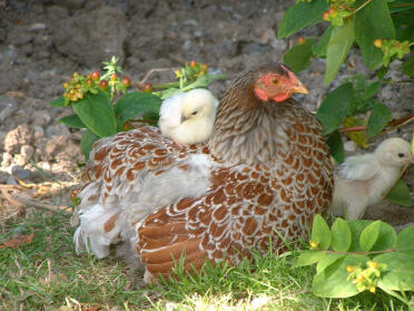 Poule wyan à lacet bleu avec leurs poussins assis