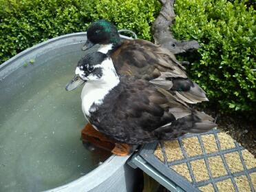 Canards dans leur bain