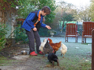 Mon fils James nourrit les poulets + le lapin