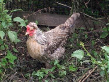 Poulet legbar à la crème dans le jardin