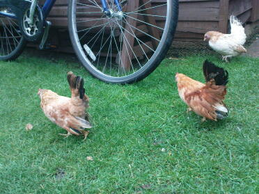 Trois poules dans le jardin à la recherche de vers de terre