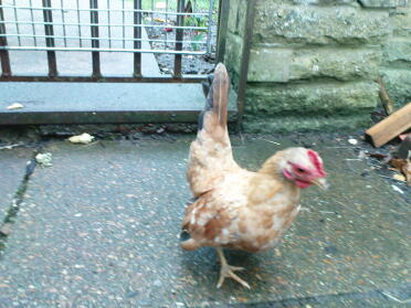 Poulet dans le jardin