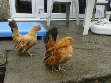 Deux poulets assis devant la maison