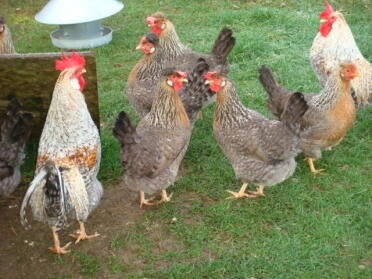 Poulets dans le jardin