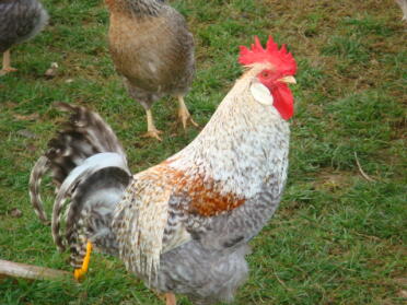 Poulets dans le jardin