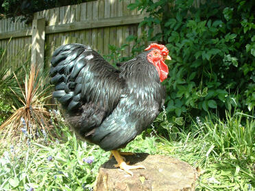 Poule posant sur une souche d'arbre dans un jardin