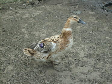 Canard dans la terre