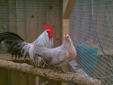 paire de bantams hollandais lavande