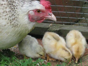 Poule avec ses poussins