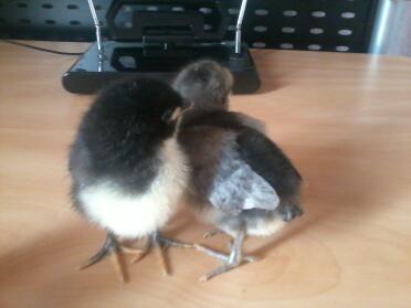 Deux poussins sur le bureau