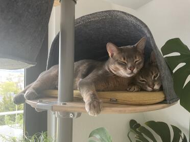 à deux dans une cabane dans les arbres 