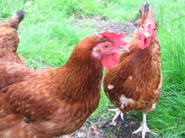 Poulets dans le jardin