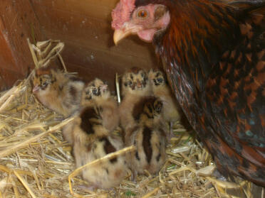 Poussins frisons et maman