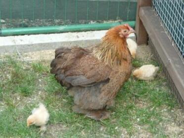 Gopoule perdrix lden avec poussins à l'extérieur du poulailler