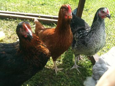 3 poulets en cage