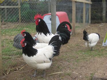 Famille de Lakenvelders