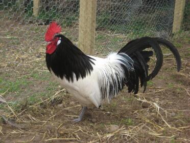 Coq de Lakenvelder