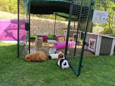 Le plaisir de grignoter l'herbe juste devant l'enclos.Ils connaissent bien la limite🤣