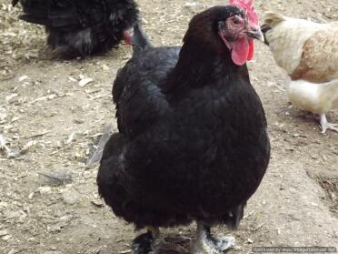 Poule Marans Noir Cuivre