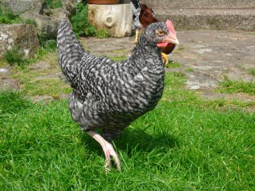 Cuckoo Maran Cockerel (8 semaines)