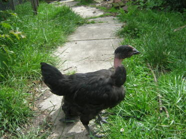 POD (prince des ténèbres) des nouveaux oiseaux