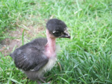 poussin de mauvaises herbes sur l'herbe