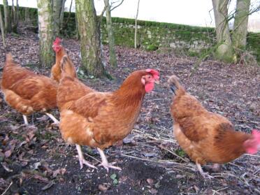 Poules des bois en liberté à la recherche de vers de terre