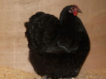 Poule Orpington Noire