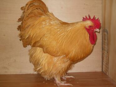 Buff Orpington Mâle