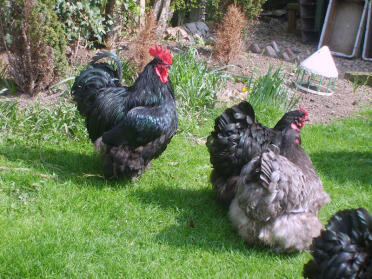 Poulets orpington sur l'herbe