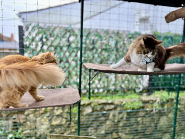 Zoomies sur l'étagère pour chats à l'extérieur