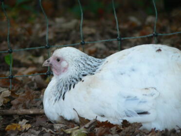 Poulets assis à côté de Omlet clôtures pour poulets