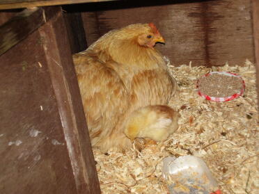 crème pâtissière et ses poussins