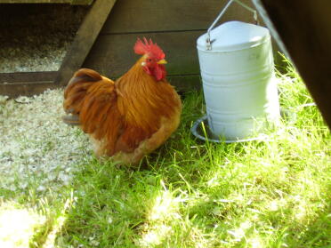 Muffin, notre coq au gingembre