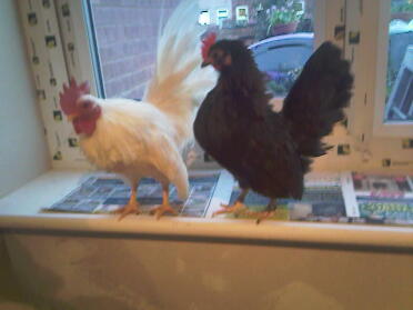 2 poulets qui posent