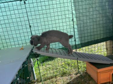 J'ai surélevé la pente pour que le bébé lapin puisse monter. elle adore !