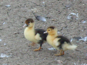 Deux poussins