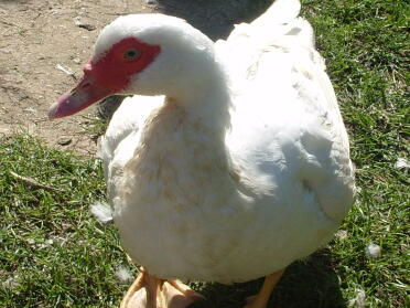 Canard dans le jardin