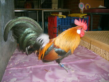 Coq posant