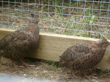 Poulets regardant hors de la piste