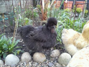 Silkie barbu noir